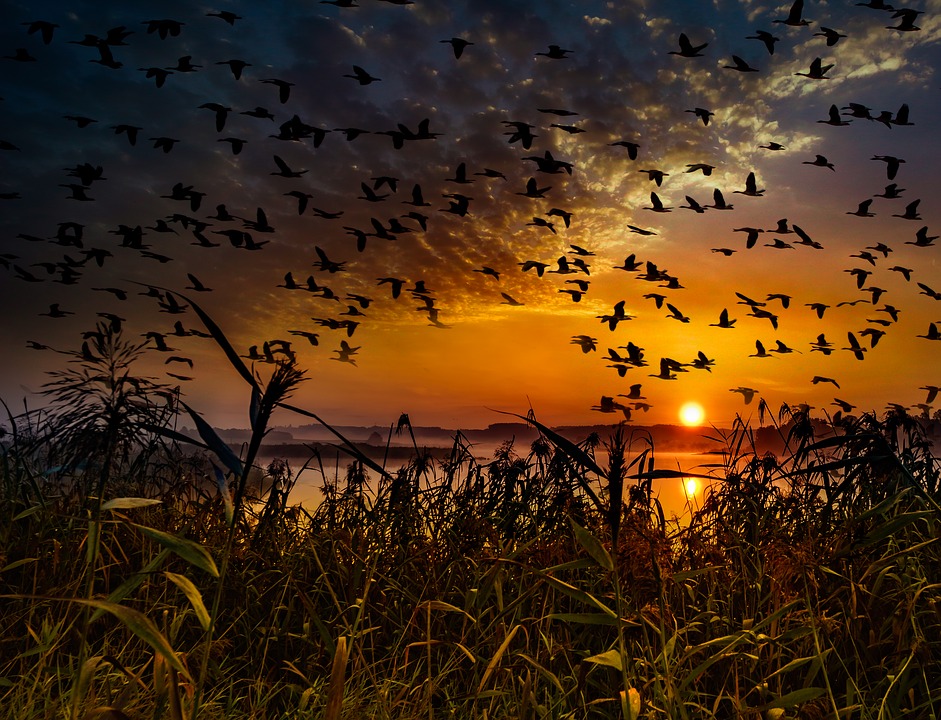Shoot While the Geese are Flying, and Other Advice that May Not Translate Well to the Web