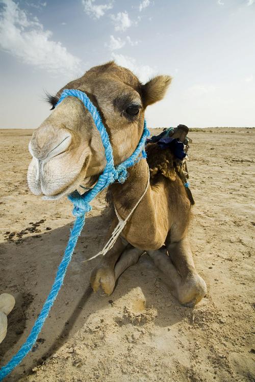 Is Your Website a Camel?