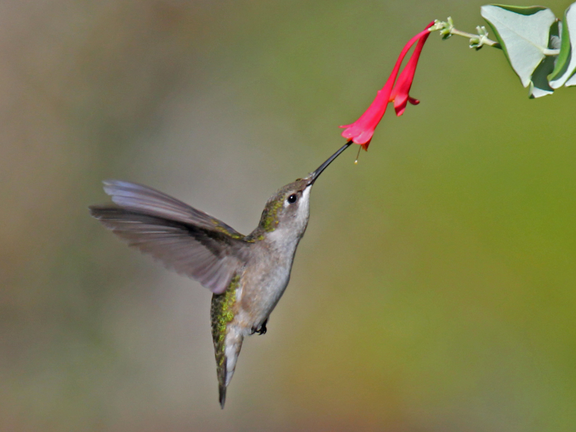 The Anniversary of Hummingbird